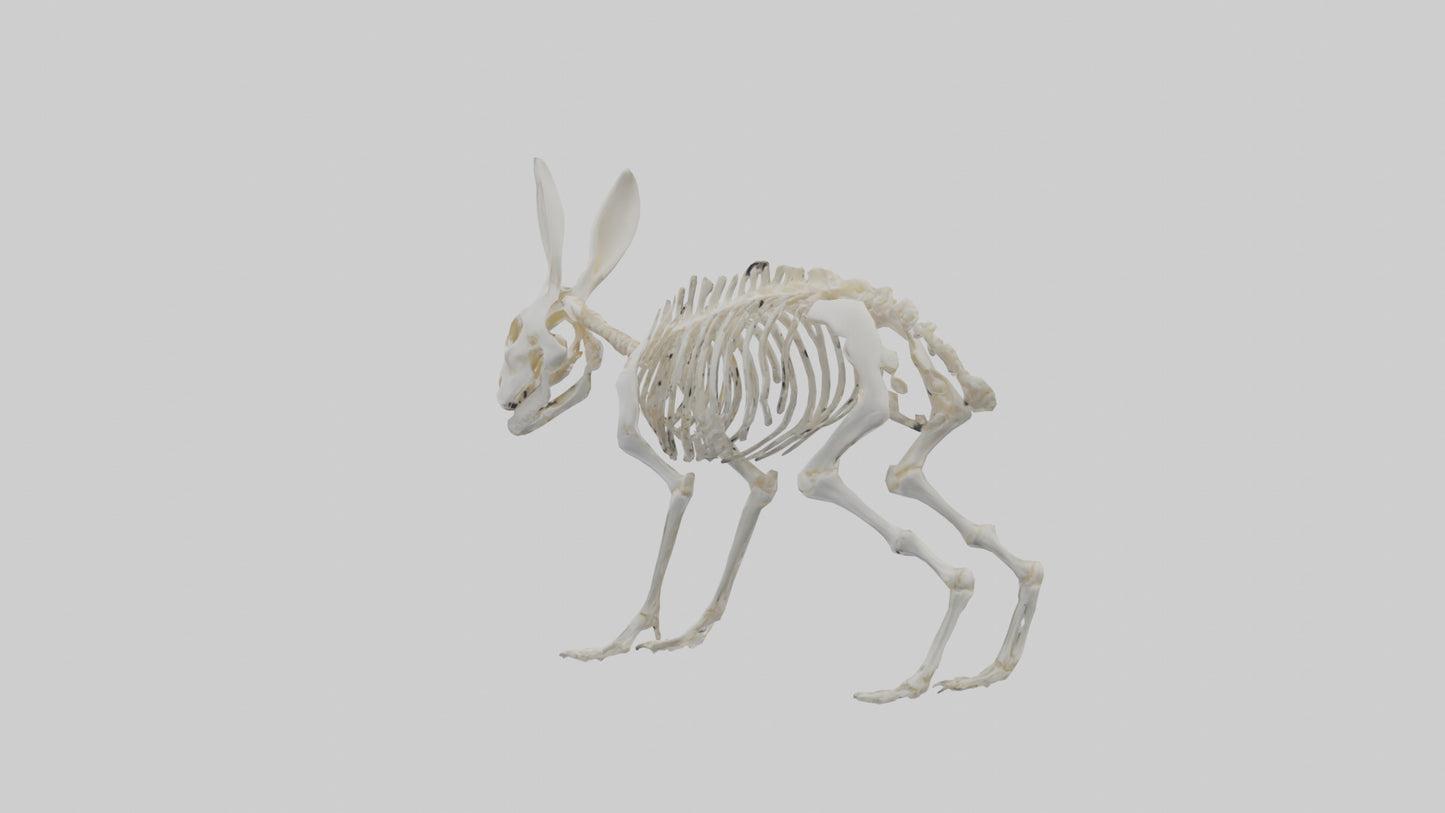 3D model Rabbit Skeleton model VR / AR / low-poly