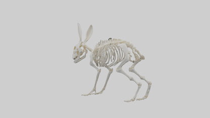 3D model Rabbit Skeleton model VR / AR / low-poly