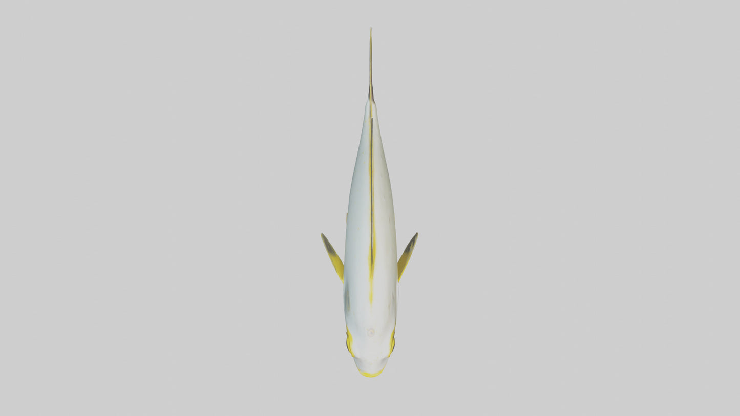 3D model Rabbitfish darting through reef model VR / AR / low-poly