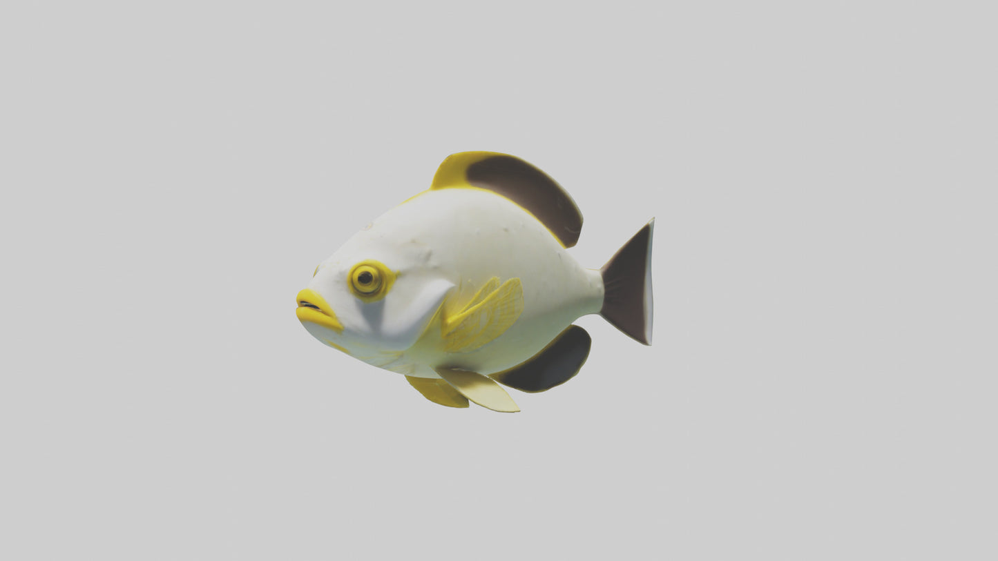 3D model Rabbitfish darting through reef model VR / AR / low-poly