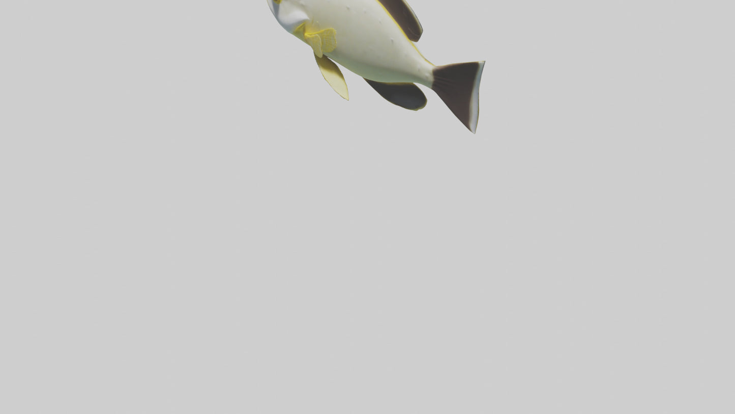 3D model Rabbitfish darting through reef model VR / AR / low-poly