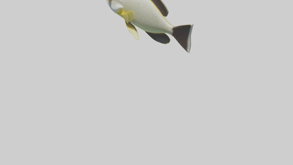 3D model Rabbitfish darting through reef model VR / AR / low-poly