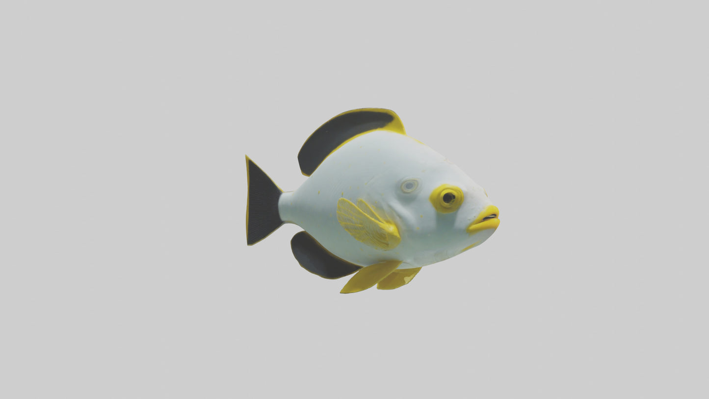 3D model Rabbitfish darting through reef model VR / AR / low-poly
