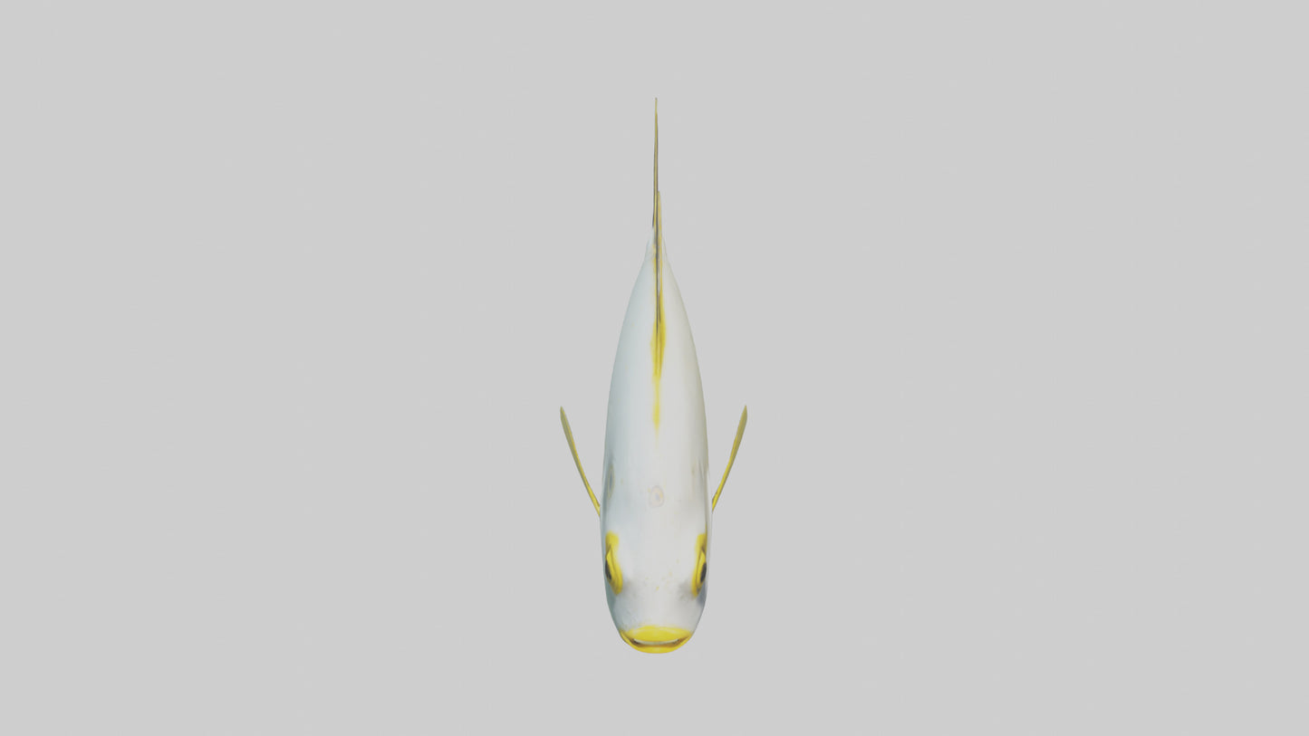 3D model Rabbitfish darting through reef model VR / AR / low-poly
