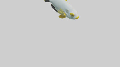 3D model Rabbitfish darting through reef model VR / AR / low-poly