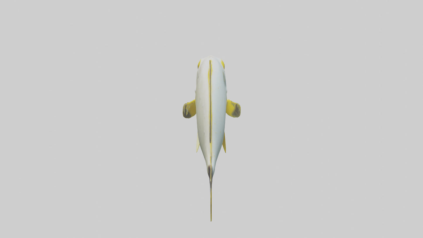 3D model Rabbitfish darting through reef model VR / AR / low-poly