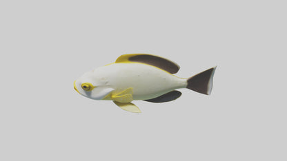 3D model Rabbitfish darting through reef model VR / AR / low-poly