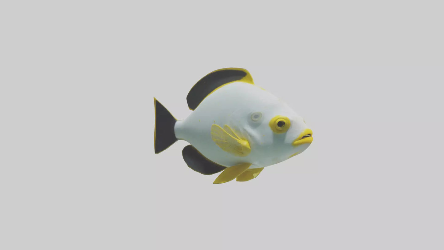 3D model Rabbitfish darting through reef model VR / AR / low-poly