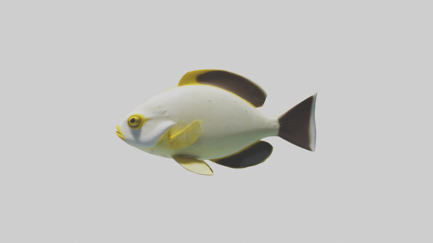 3D model Rabbitfish darting through reef model VR / AR / low-poly