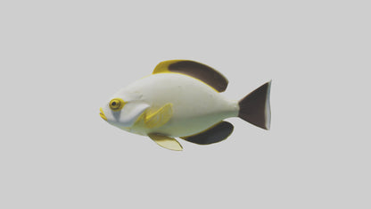 3D model Rabbitfish darting through reef model VR / AR / low-poly