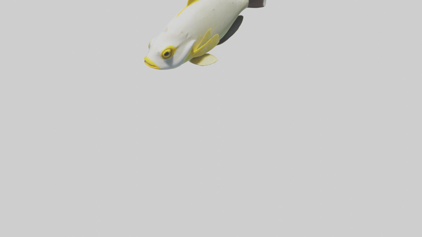 3D model Rabbitfish darting through reef model VR / AR / low-poly
