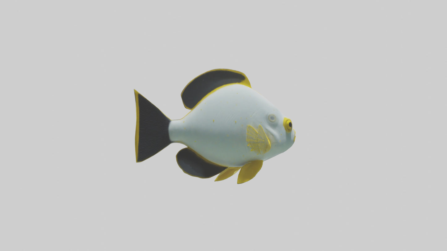 3D model Rabbitfish darting through reef model VR / AR / low-poly