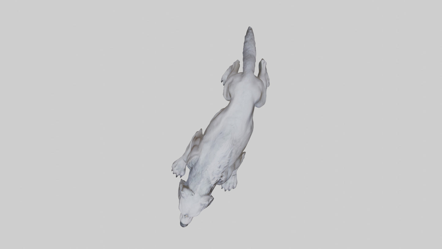 3D model Rabid wolf model VR / AR / low-poly