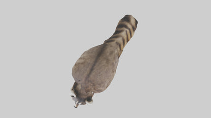 3D model Raccoon climbing model VR / AR / low-poly