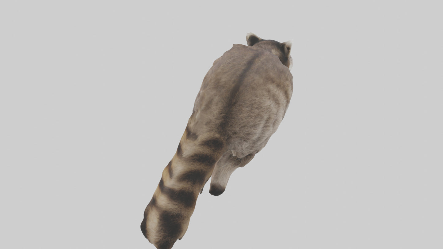 3D model Raccoon climbing model VR / AR / low-poly