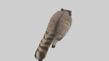 3D model Raccoon climbing model VR / AR / low-poly