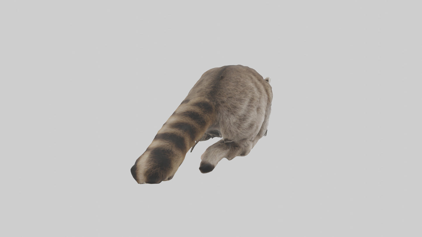 3D model Raccoon climbing model VR / AR / low-poly