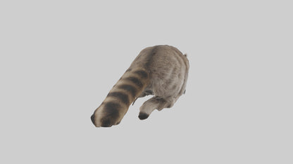 3D model Raccoon climbing model VR / AR / low-poly