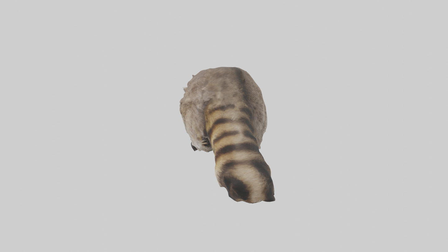 3D model Raccoon climbing model VR / AR / low-poly