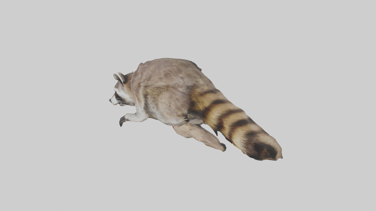 3D model Raccoon climbing model VR / AR / low-poly