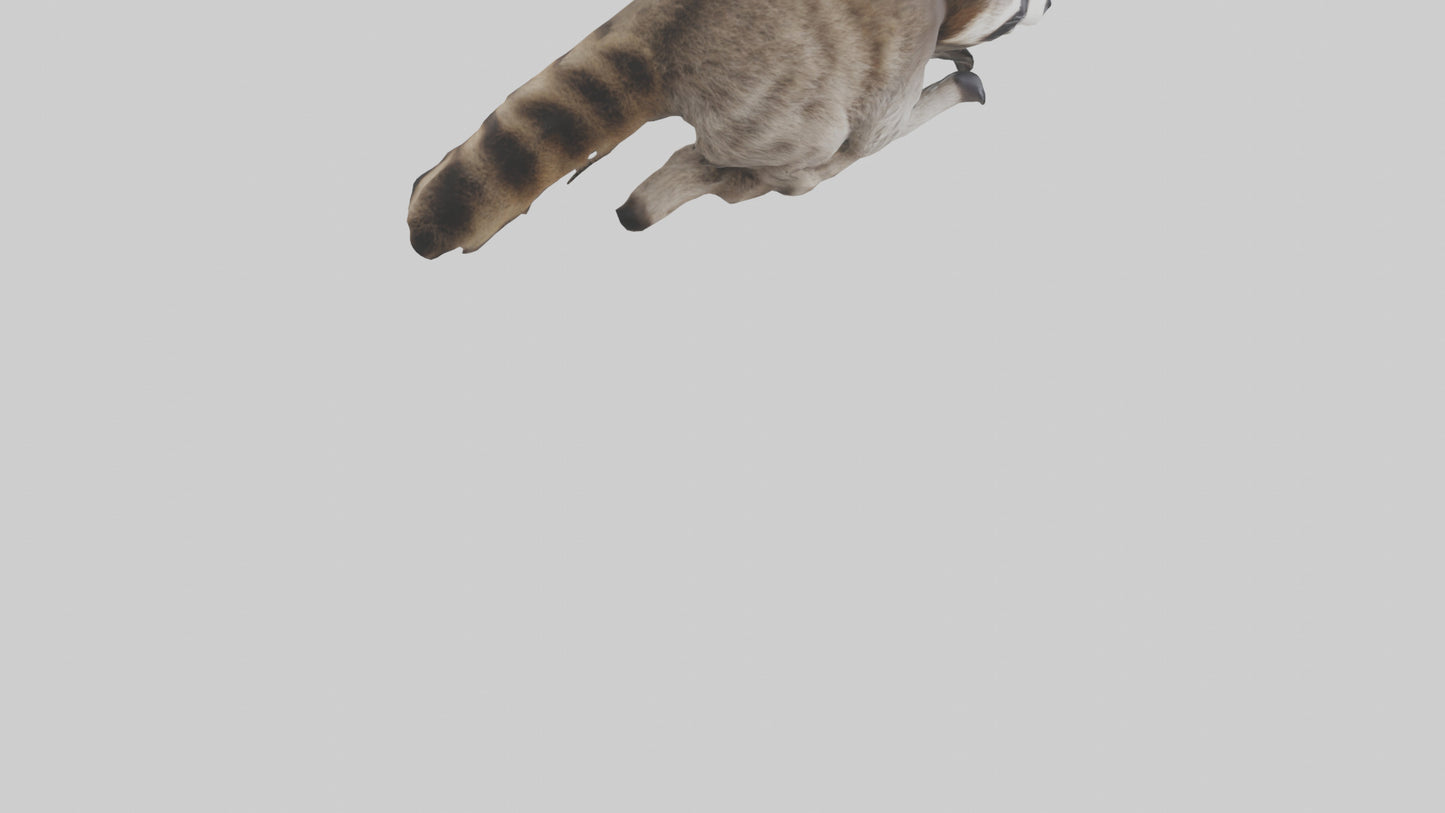 3D model Raccoon climbing model VR / AR / low-poly