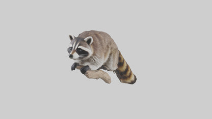 3D model Raccoon climbing model VR / AR / low-poly