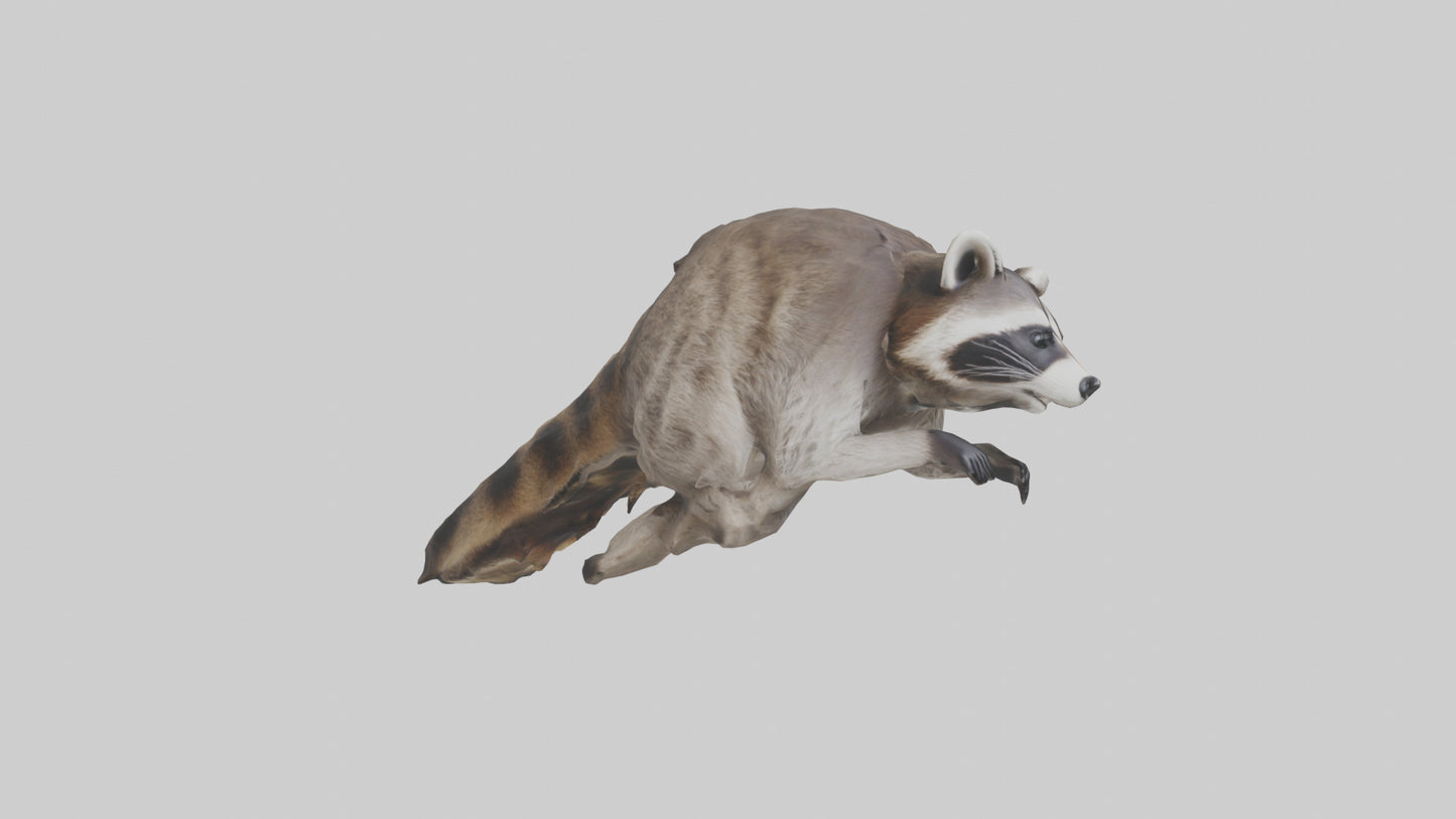 3D model Raccoon climbing model VR / AR / low-poly