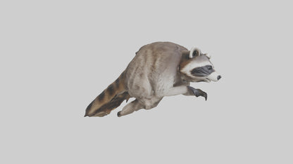 3D model Raccoon climbing model VR / AR / low-poly
