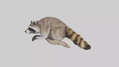 3D model Raccoon climbing model VR / AR / low-poly