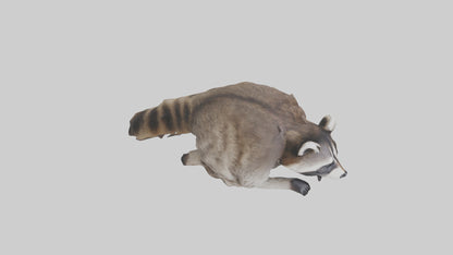 3D model Raccoon climbing model VR / AR / low-poly
