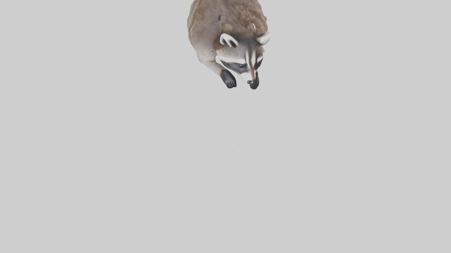 3D model Raccoon climbing model VR / AR / low-poly