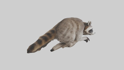 3D model Raccoon climbing model VR / AR / low-poly