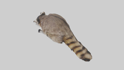 3D model Raccoon climbing model VR / AR / low-poly