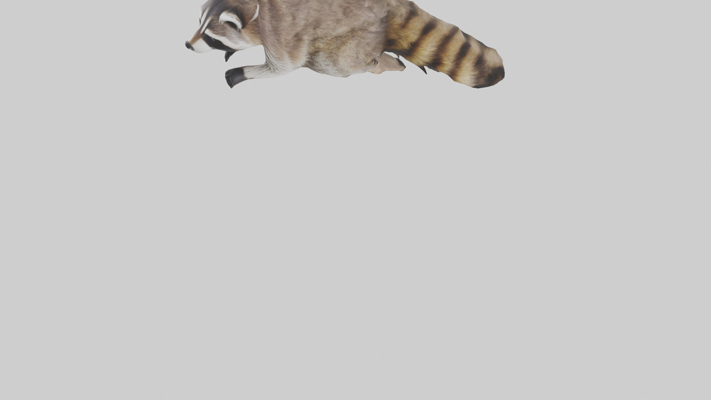 3D model Raccoon climbing model VR / AR / low-poly