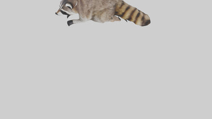 3D model Raccoon climbing model VR / AR / low-poly