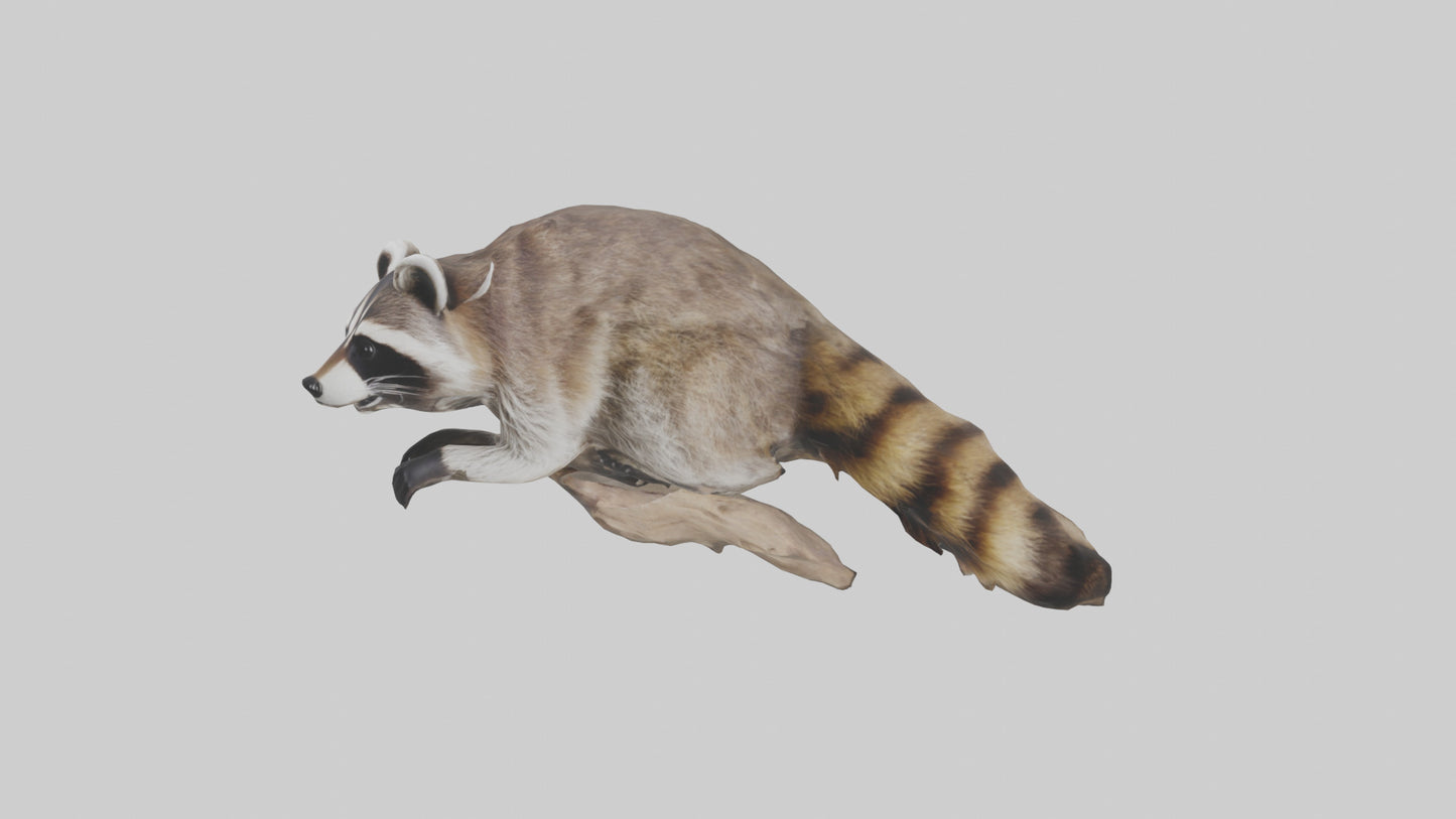 3D model Raccoon climbing model VR / AR / low-poly
