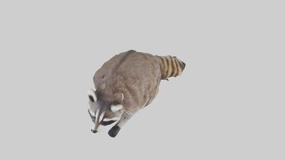 3D model Raccoon climbing model VR / AR / low-poly