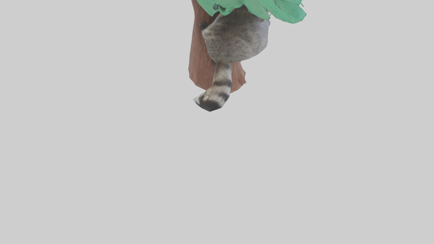 3D model Raccoon climbing tree model VR / AR / low-poly