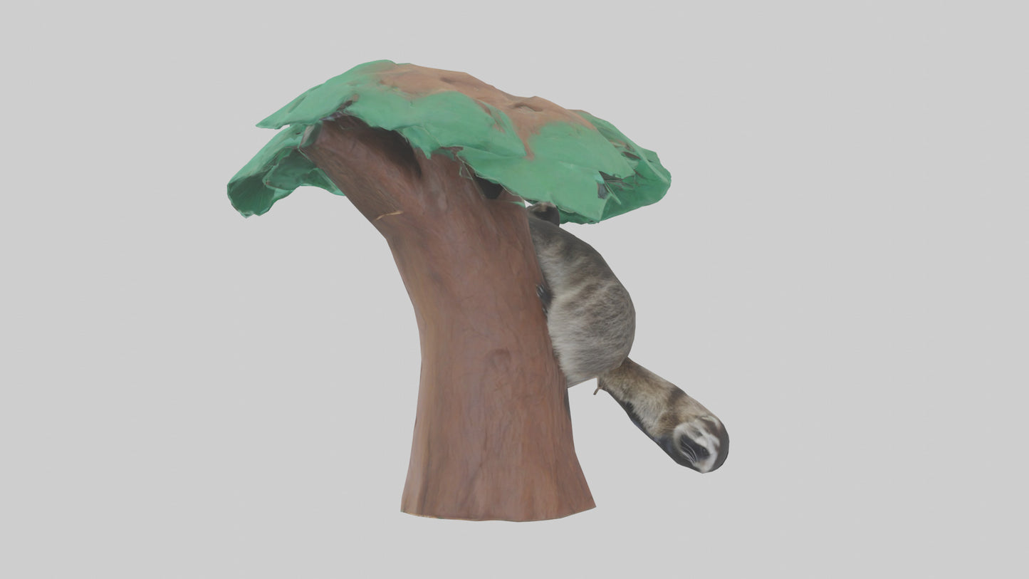 3D model Raccoon climbing tree model VR / AR / low-poly