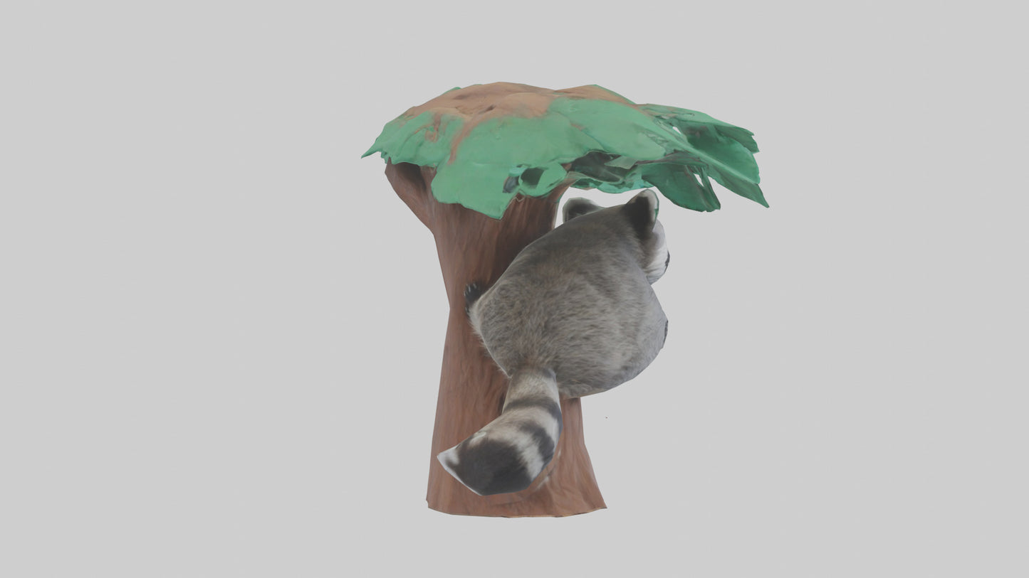3D model Raccoon climbing tree model VR / AR / low-poly