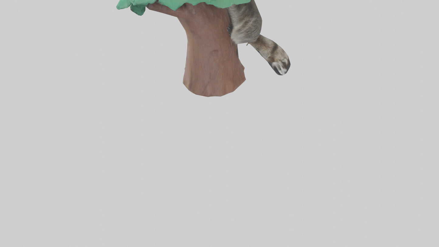 3D model Raccoon climbing tree model VR / AR / low-poly