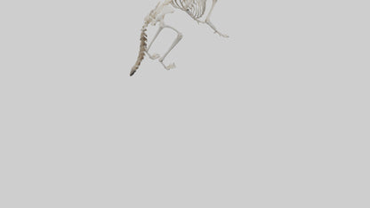 3D model Raccoon Skeleton model VR / AR / low-poly