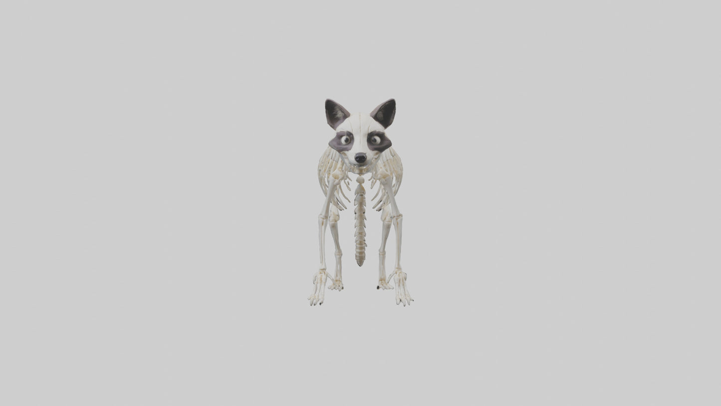 3D model Raccoon Skeleton model VR / AR / low-poly