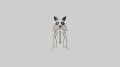 3D model Raccoon Skeleton model VR / AR / low-poly
