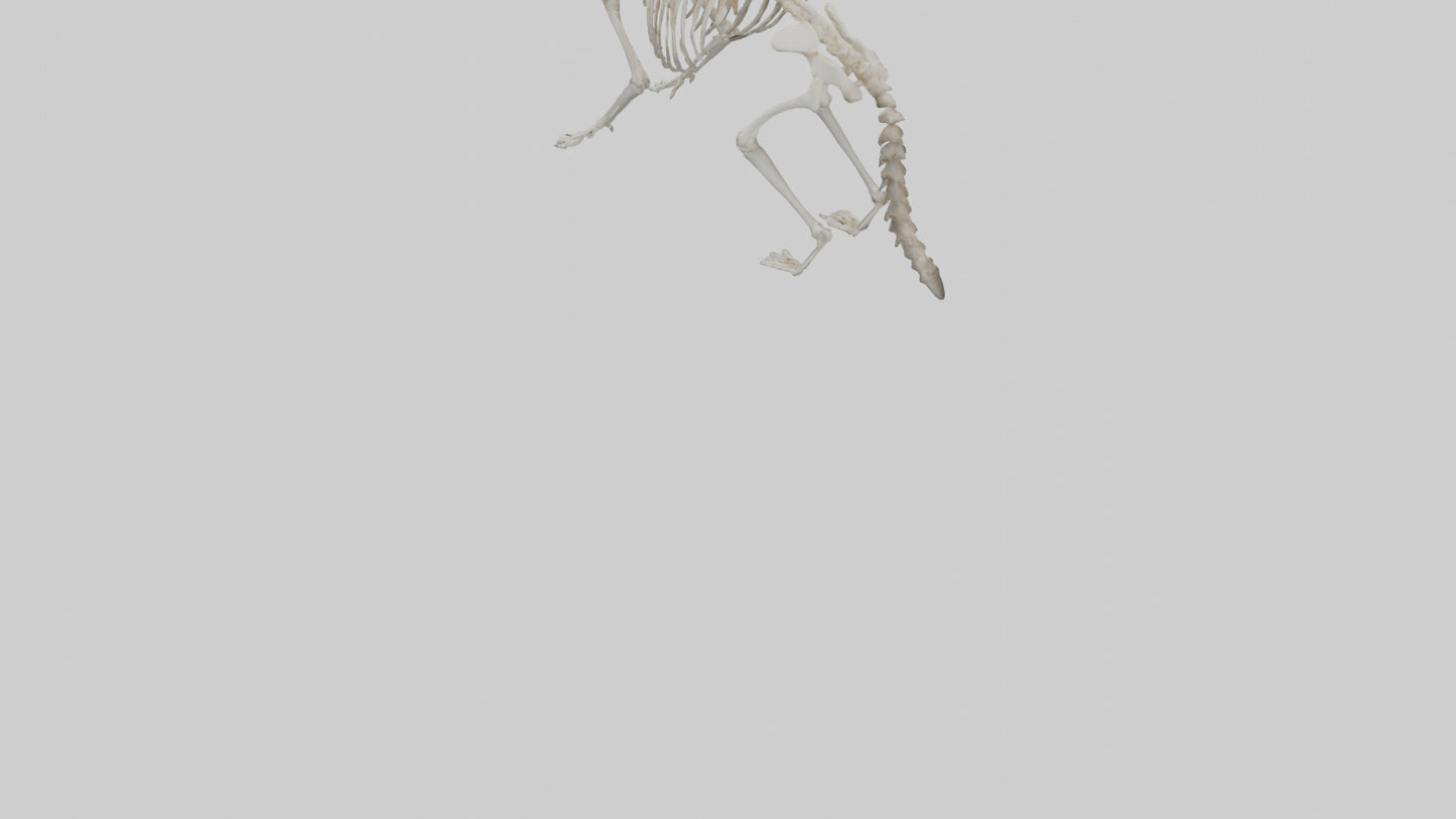 3D model Raccoon Skeleton model VR / AR / low-poly