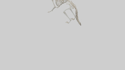 3D model Raccoon Skeleton model VR / AR / low-poly