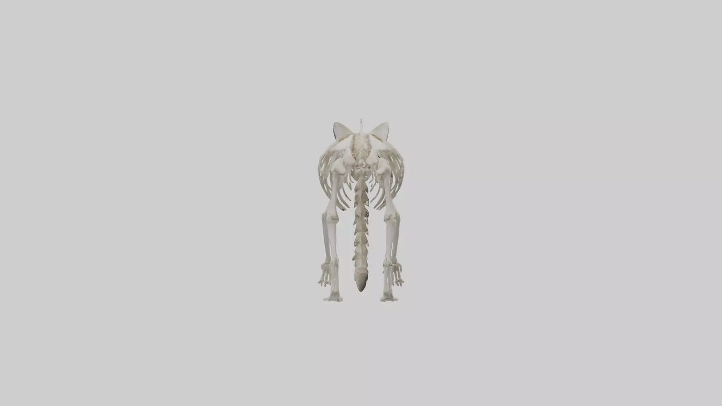 3D model Raccoon Skeleton model VR / AR / low-poly