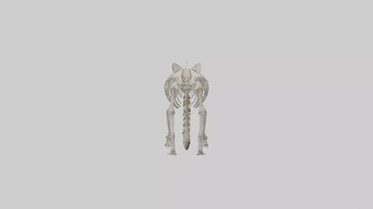 3D model Raccoon Skeleton model VR / AR / low-poly