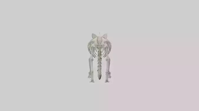 3D model Raccoon Skeleton model VR / AR / low-poly