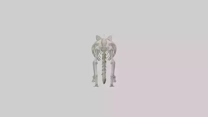 3D model Raccoon Skeleton model VR / AR / low-poly